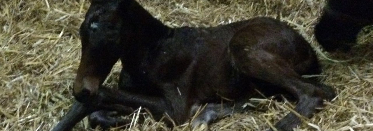 Finally a Colt….. Finally a Colt…..